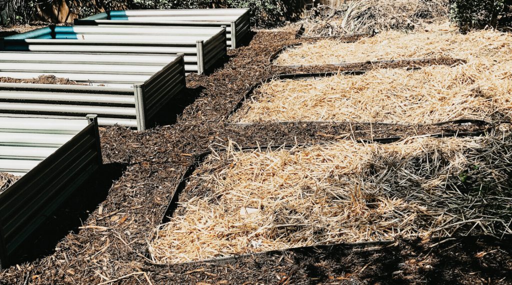 Prepping the garden beds