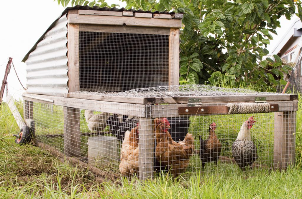 Chickens in a handmade moveable chicken coop (chicken tractor) on grass
