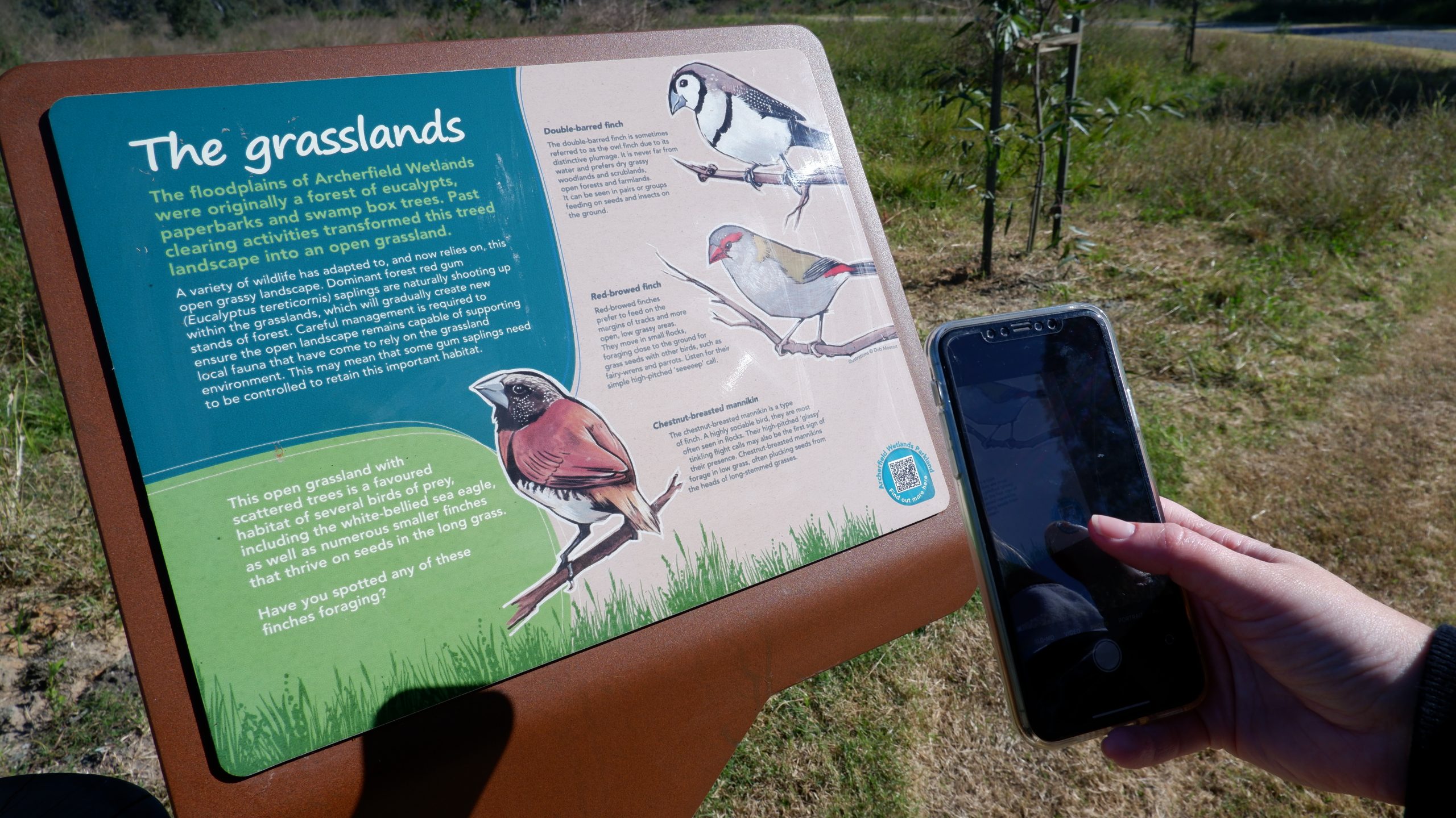 Visitor scanning QR code on interpretive signage of local birdlife.
