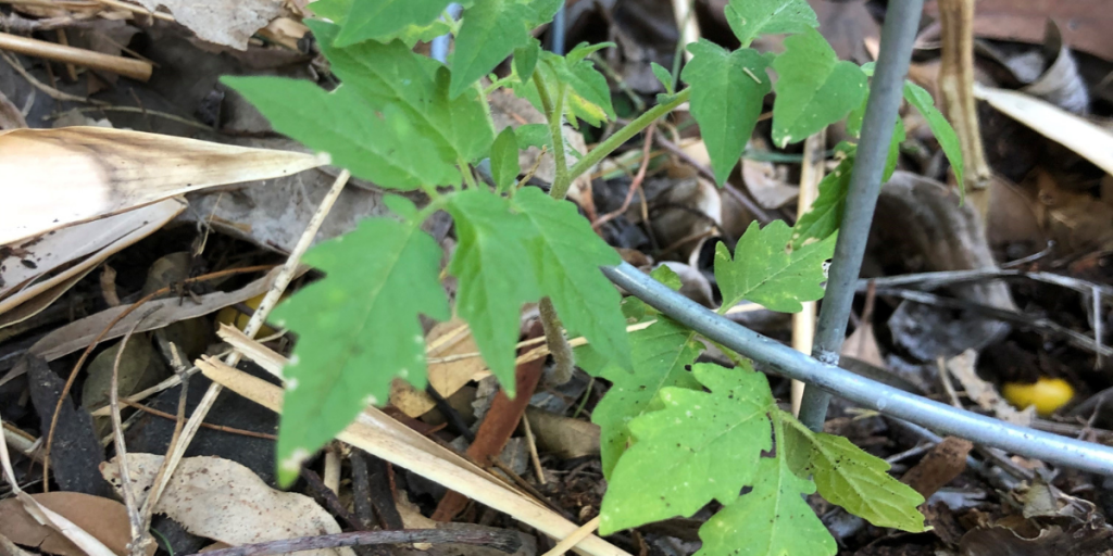 A tomato seedling plant