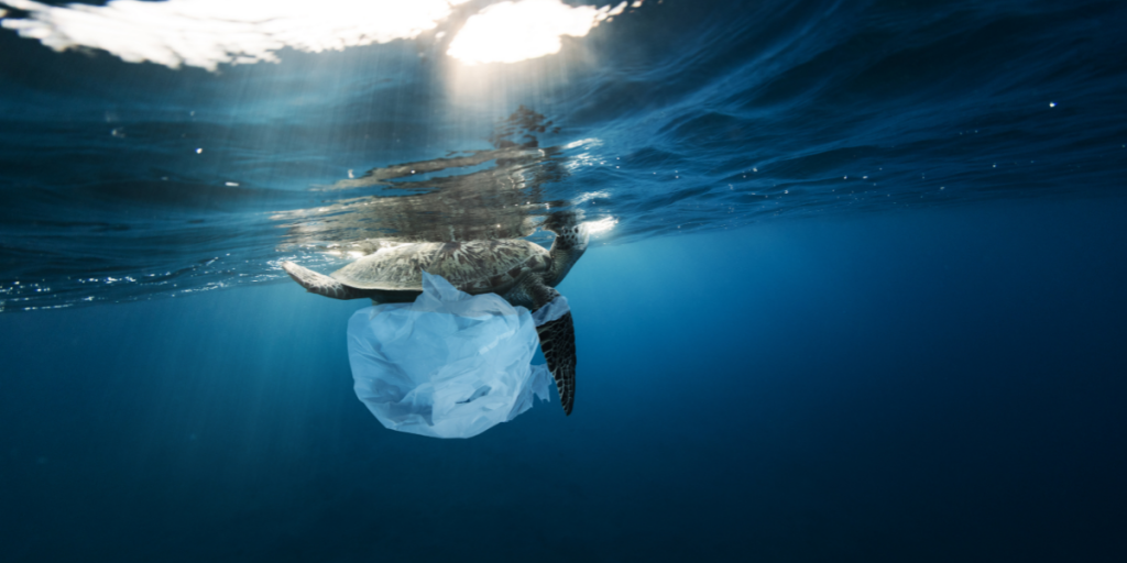 turtle with rubbish on its leg