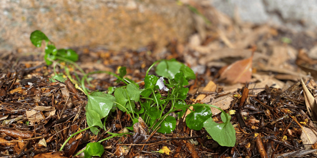 Native violets in the ground