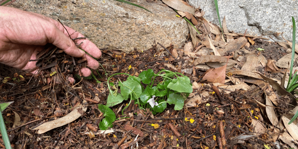 A hand placing mulch around the plant