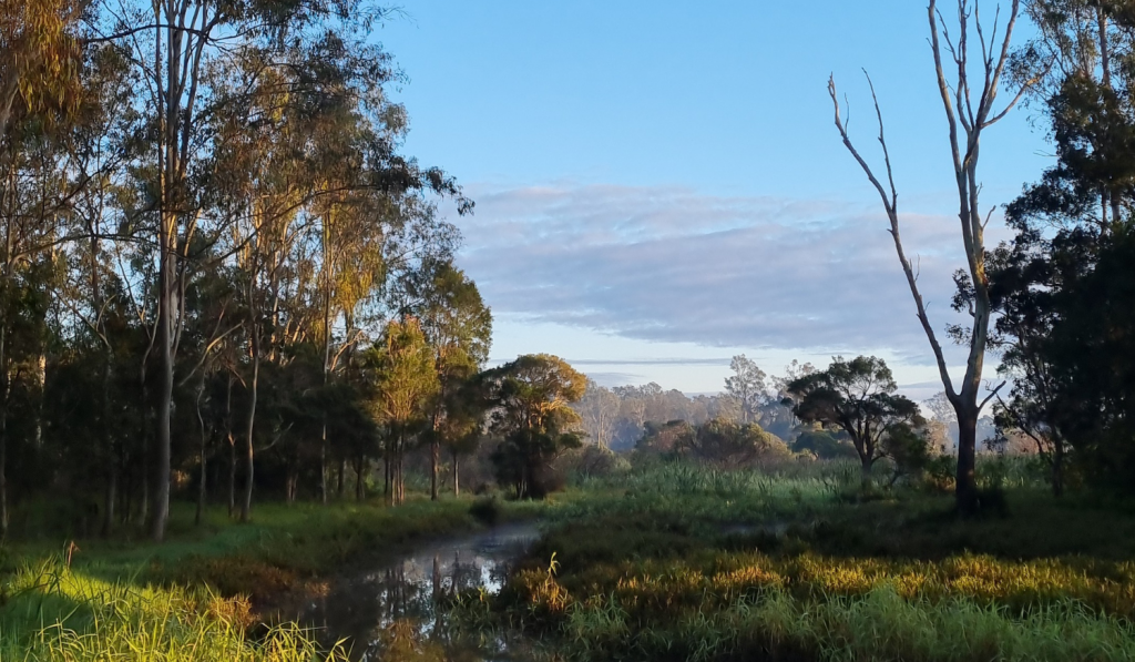 View of the Archerfield Wetlands