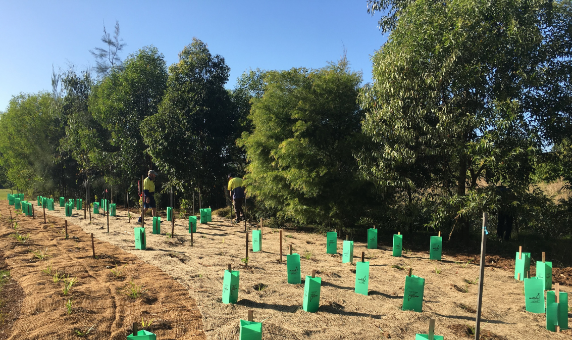 Newly planted native australian trees in a field