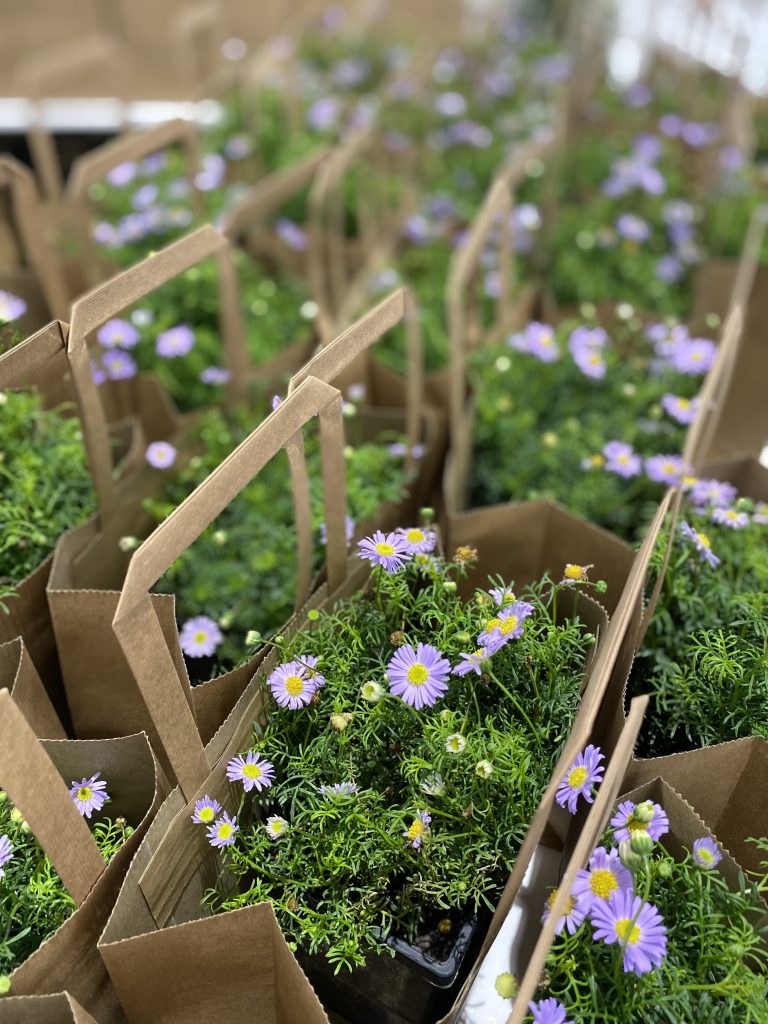 Purple daisies