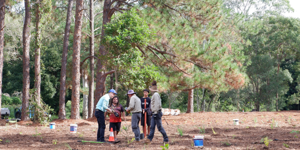 Wide shot of five community members working together to plant native plants in a field within an established pine forest.