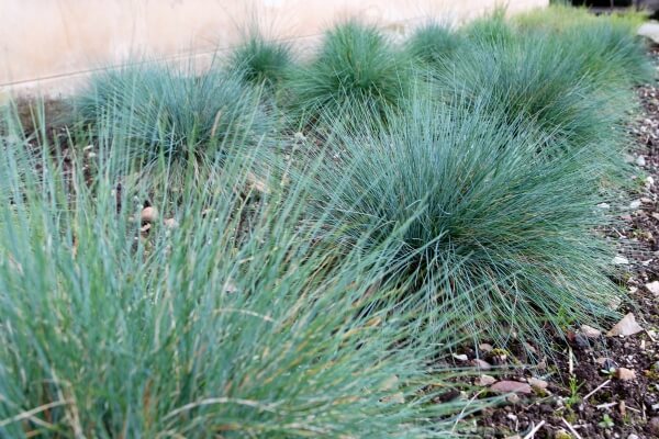 Shrubs covering the ground