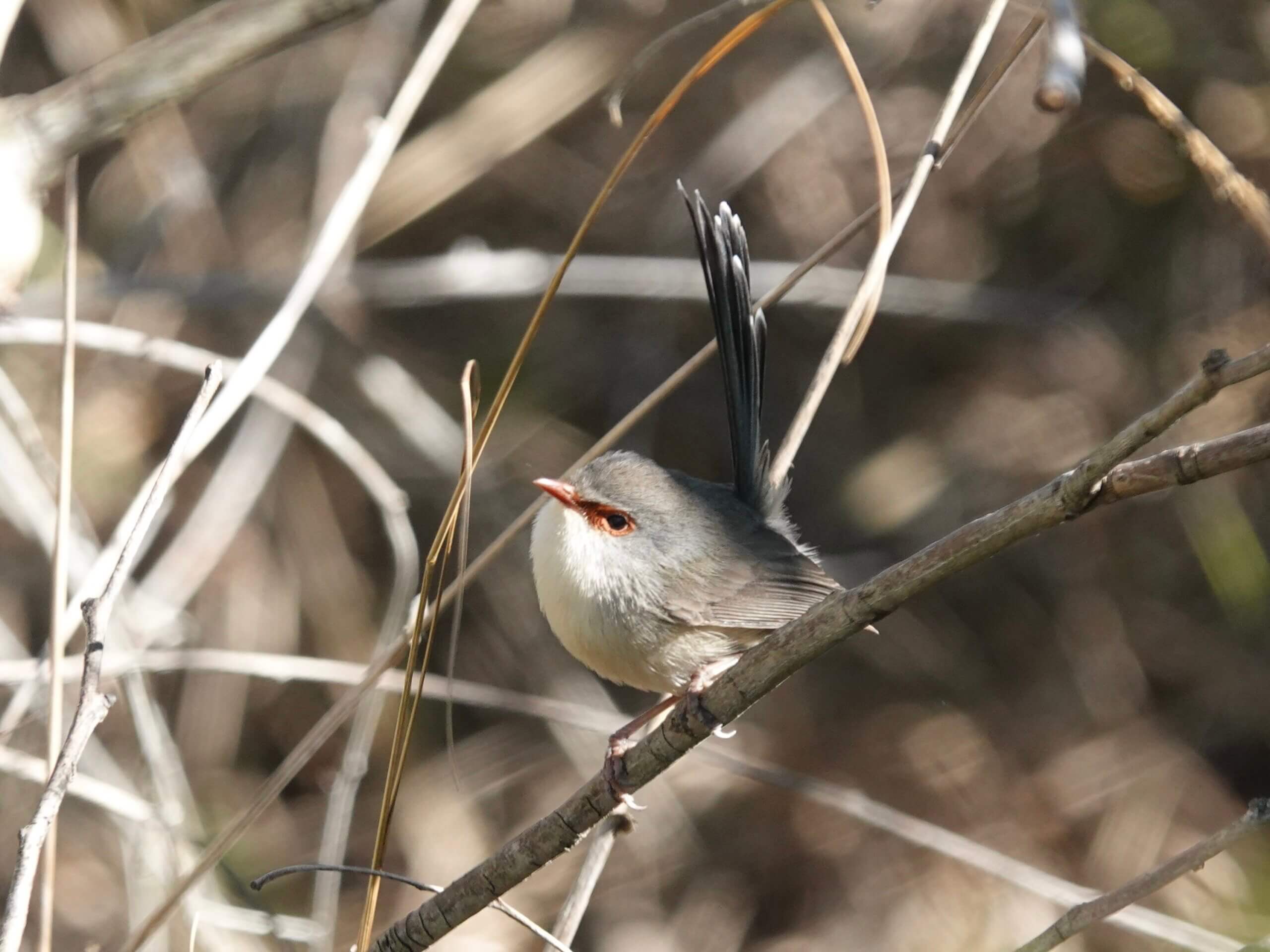 Fairywren bird at Archerfield Wetlands