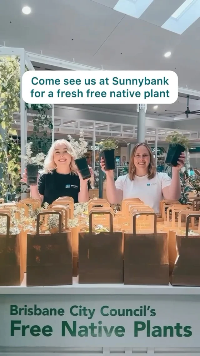 Want to give your garden a glow up? 🌿🌸🌱

We’re popping up @sunnybankplaza for the first time on Saturday 22 February with free native plants to give away thanks to @brisbanecitycouncil’s free native plants program. There’ll be 500 plants given away from 9am so be quick! 

And if you’ve ever wondered what your household carbon footprint is you can take the Brisbane Carbon Challenge at the pop-up to learn about your household’s emissions and receive tips on how to reduce your emissions and save on bills.

Bus, bike or walk to Sunnybank Plaza and visit the Pop-Up from 9am on Saturday 22 February. Check the link in bio for more information #plants #freeplants #nativeplants #gardening #backyard #shrubs #groundcovers #brisbane #biodiversity #sustainableliving #sustainablebne