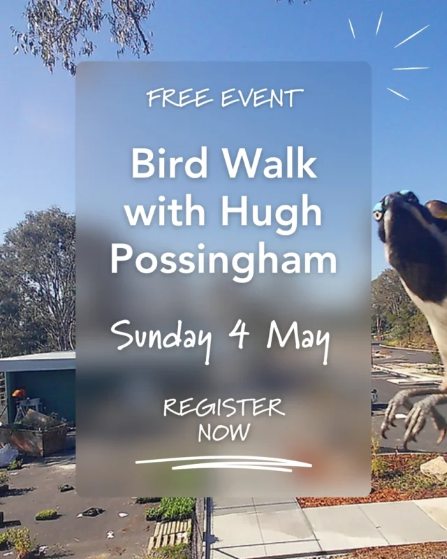 🦅 Bird Walk at Archerfield Wetlands 🦅
Join us for a fun and educational morning with bird lover and conservation biologist Professor Hugh Possingham!

Take a stroll along the Archerfield Wetlands Discovery Trail and learn about the 170+ bird species that call this stunning natural space home 🌿

✨ Morning tea provided – BYO reusable cup
☀️ Don’t forget your binoculars, hat & water bottle
🎟️ Spots are limited – reserve yours now via the link in our bio!

#BirdWalk #ArcherfieldWetlands #BrisbaneNature #Birdwatching #WildlifeBrisbane #OutdoorEvents #SustainableBrisbane