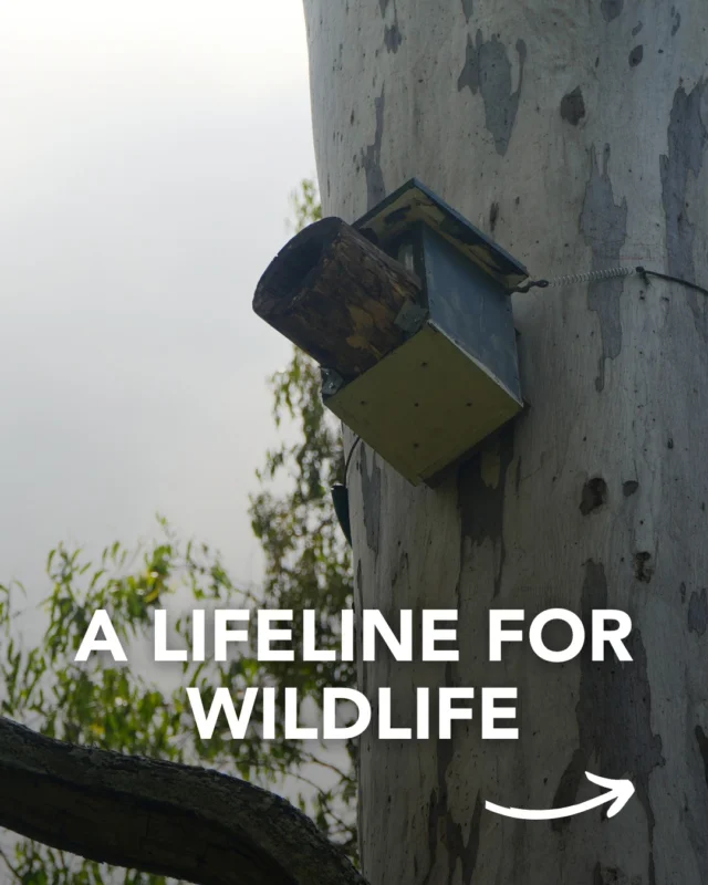 Together, We’re Helping Wildlife Thrive! 🐦🛖

Small actions = BIG impact! Nest boxes might be tiny, but they’re making a huge difference for local birds and possums. 💚

Thanks to a brilliant collab between @oxleycreekcatchment and Oxley Men’s Shed, 30 nest boxes have been installed across Archerfield Wetlands - creating safe homes for native wildlife.

Come spot them on the next Bird Walk with Hugh Possingham along the Archerfield Wetlands Discovery Trail 🌿

👉🏼 Book your spot via the link in our bio!

#BirdWalk #WildlifeWatch #ArcherfieldWetlands #NestboxHeroes #BrisbaneNature